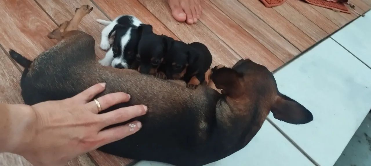 Rottweiler e Pincher 
