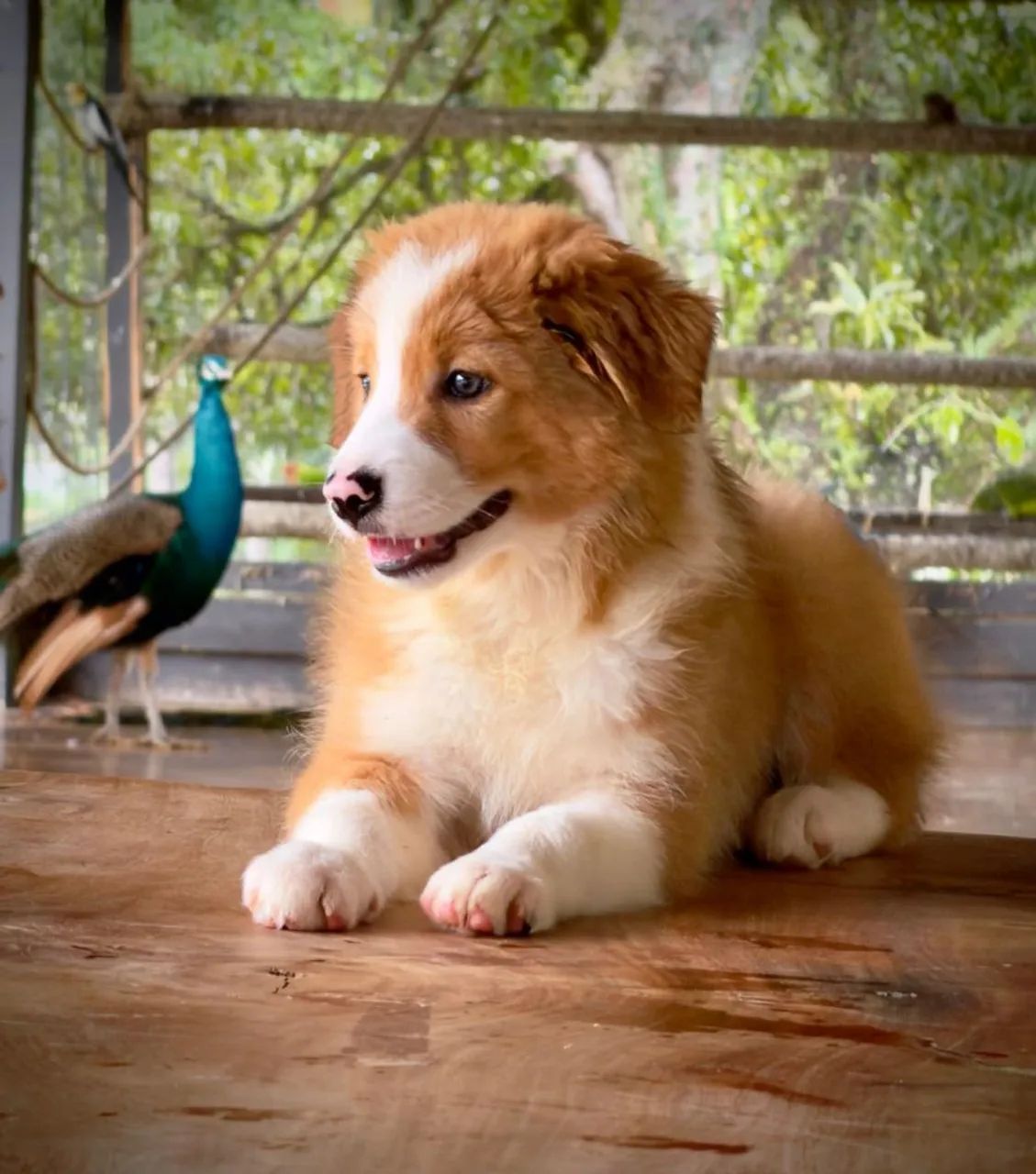 Border collie padrão  - Foto 3