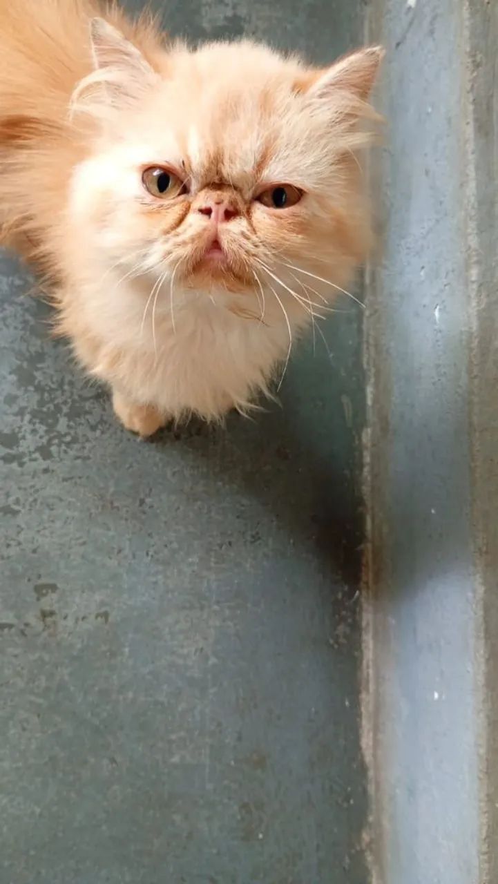 Gato persa  - Foto 2