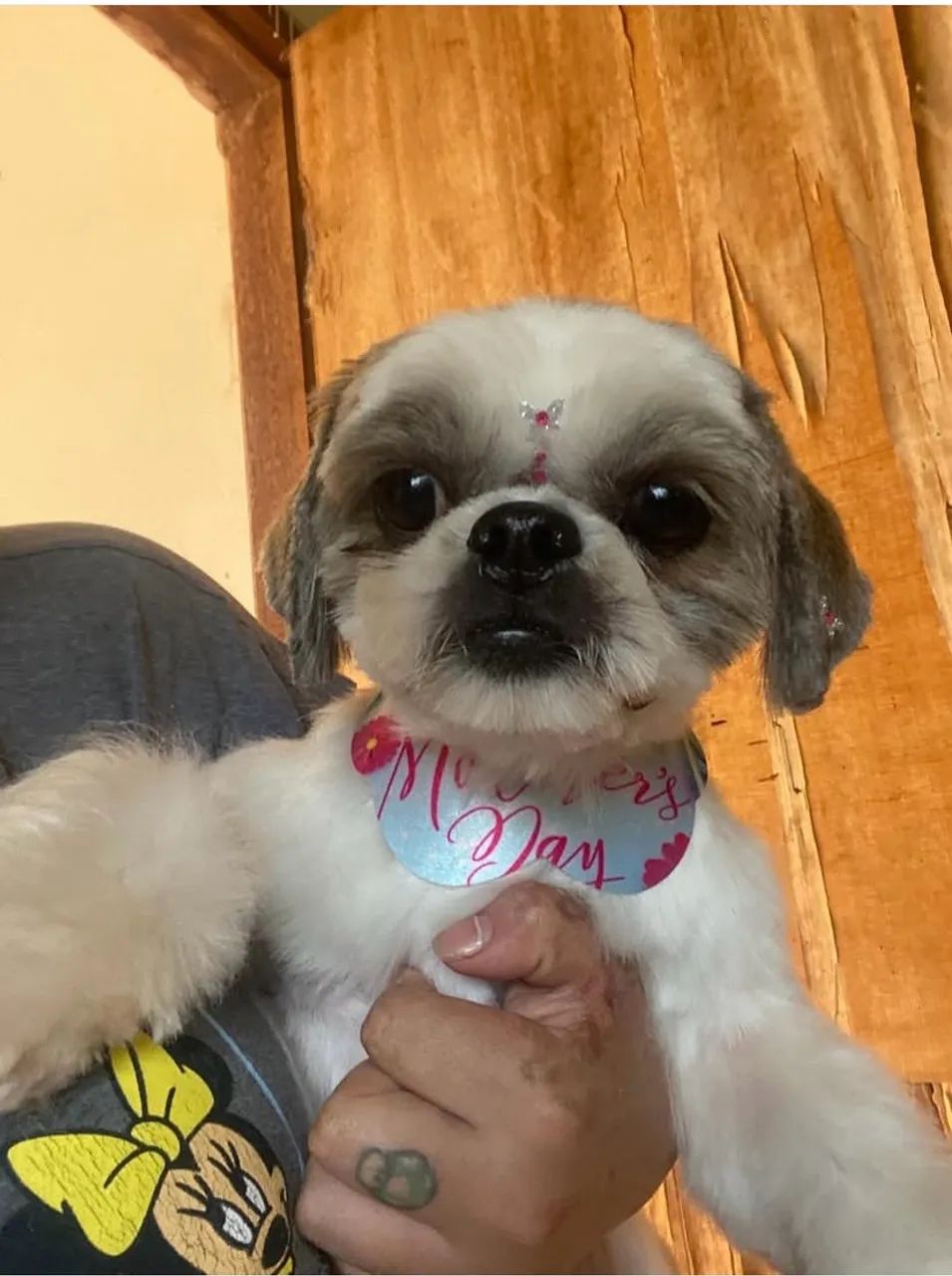 Macho shihtzu  - Foto 5