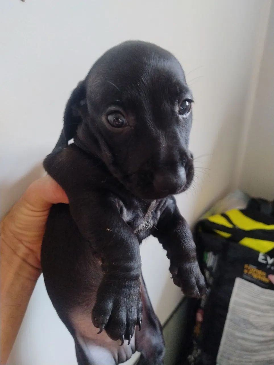 DASCHUND PRETO E BLACK E TAN - Foto 2