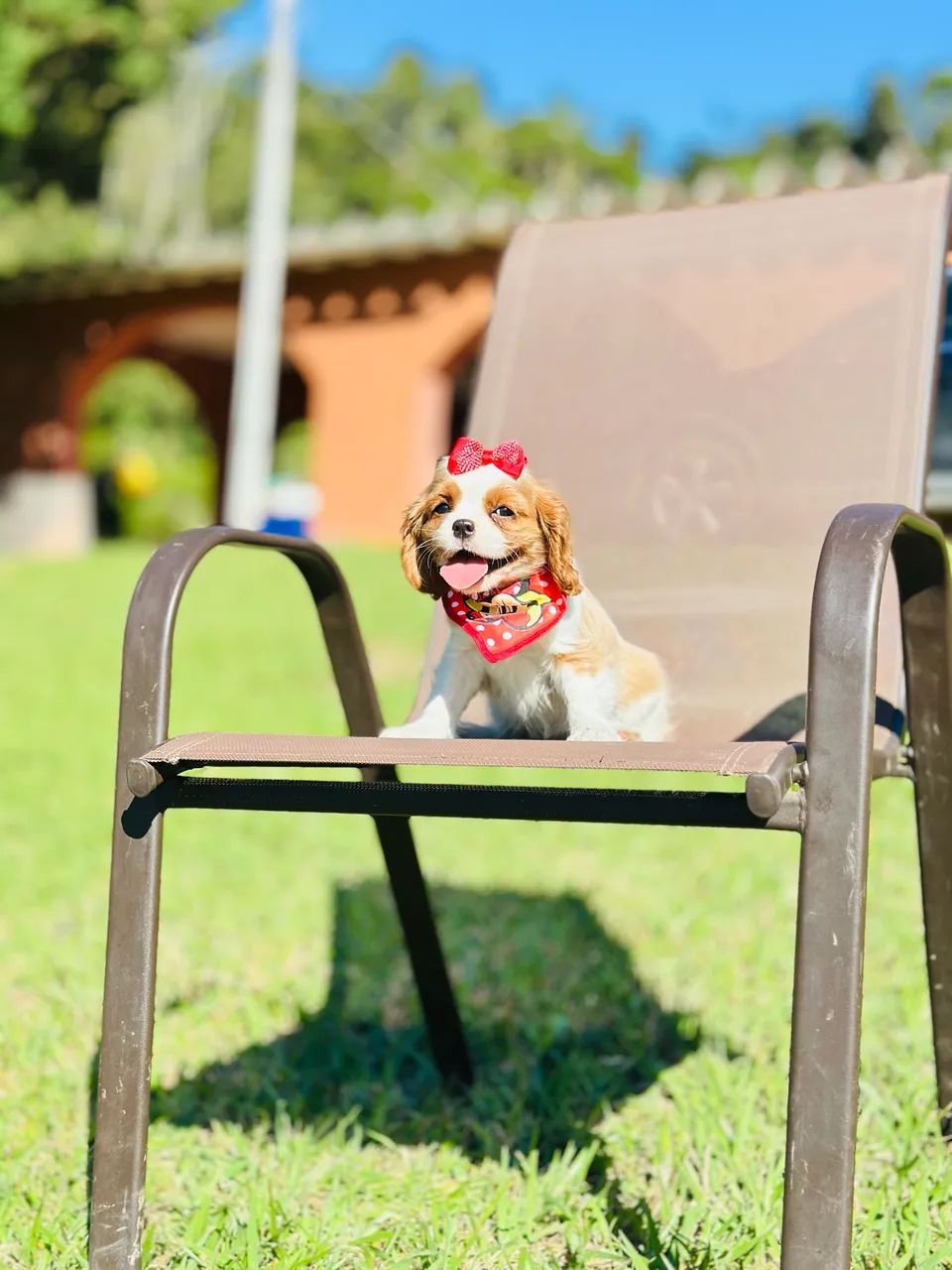 CAVALIER KING CHARLES SPANIEL PRÍNCIPE!! - Foto 2