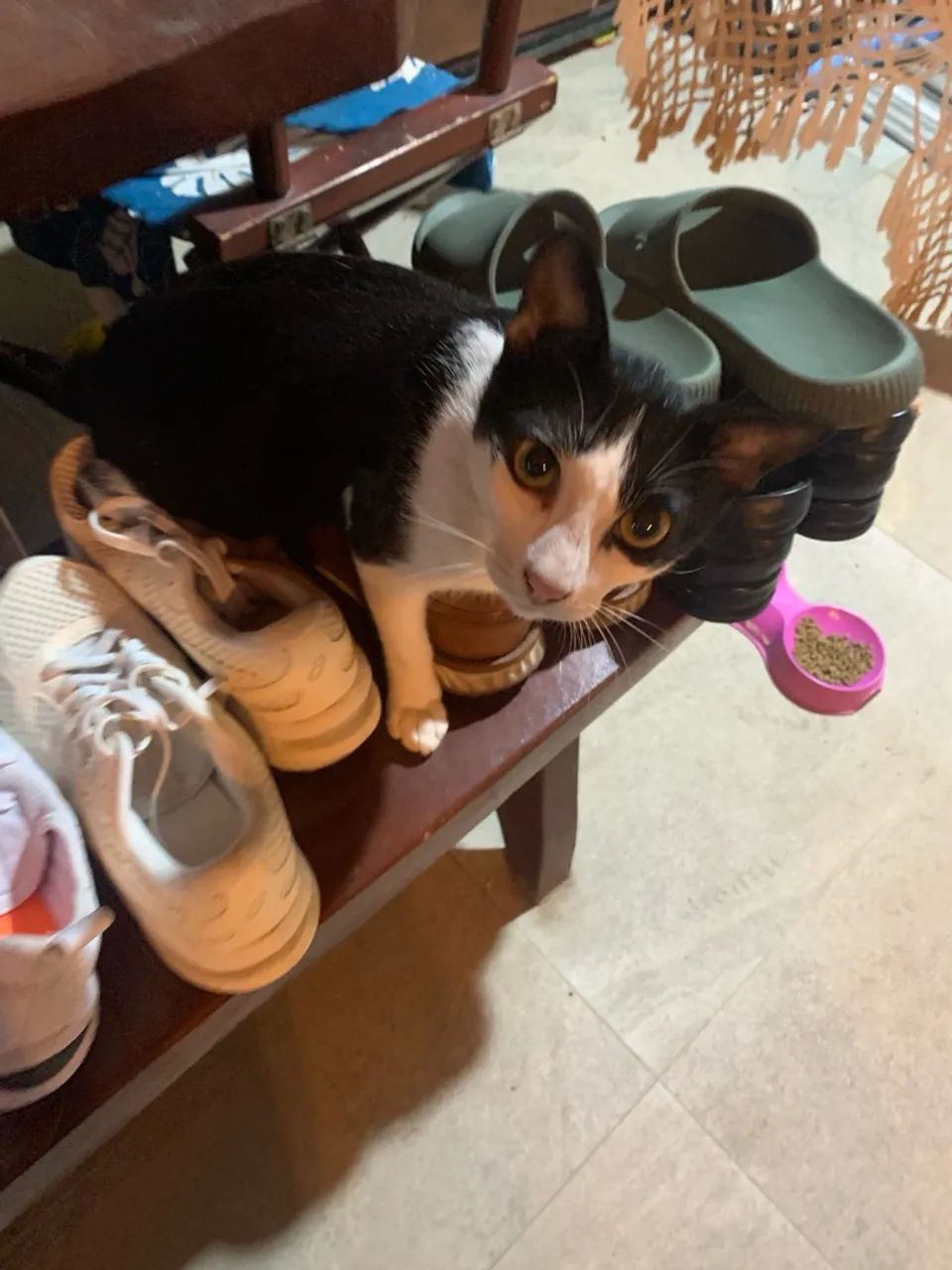 Animal - Foto 4