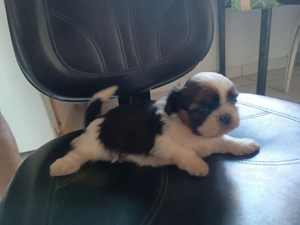 Shitzu macho - Foto 2