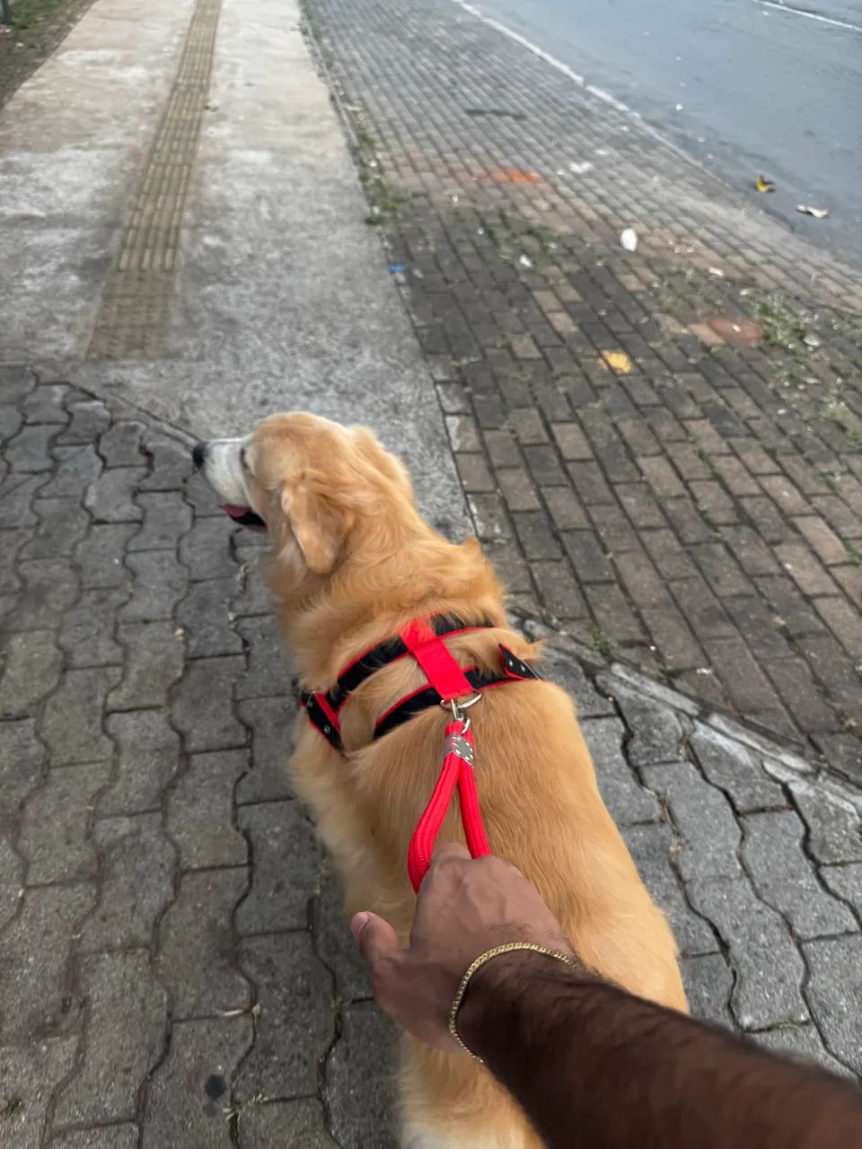 Procura se namorada /com pedigree  - Foto 4