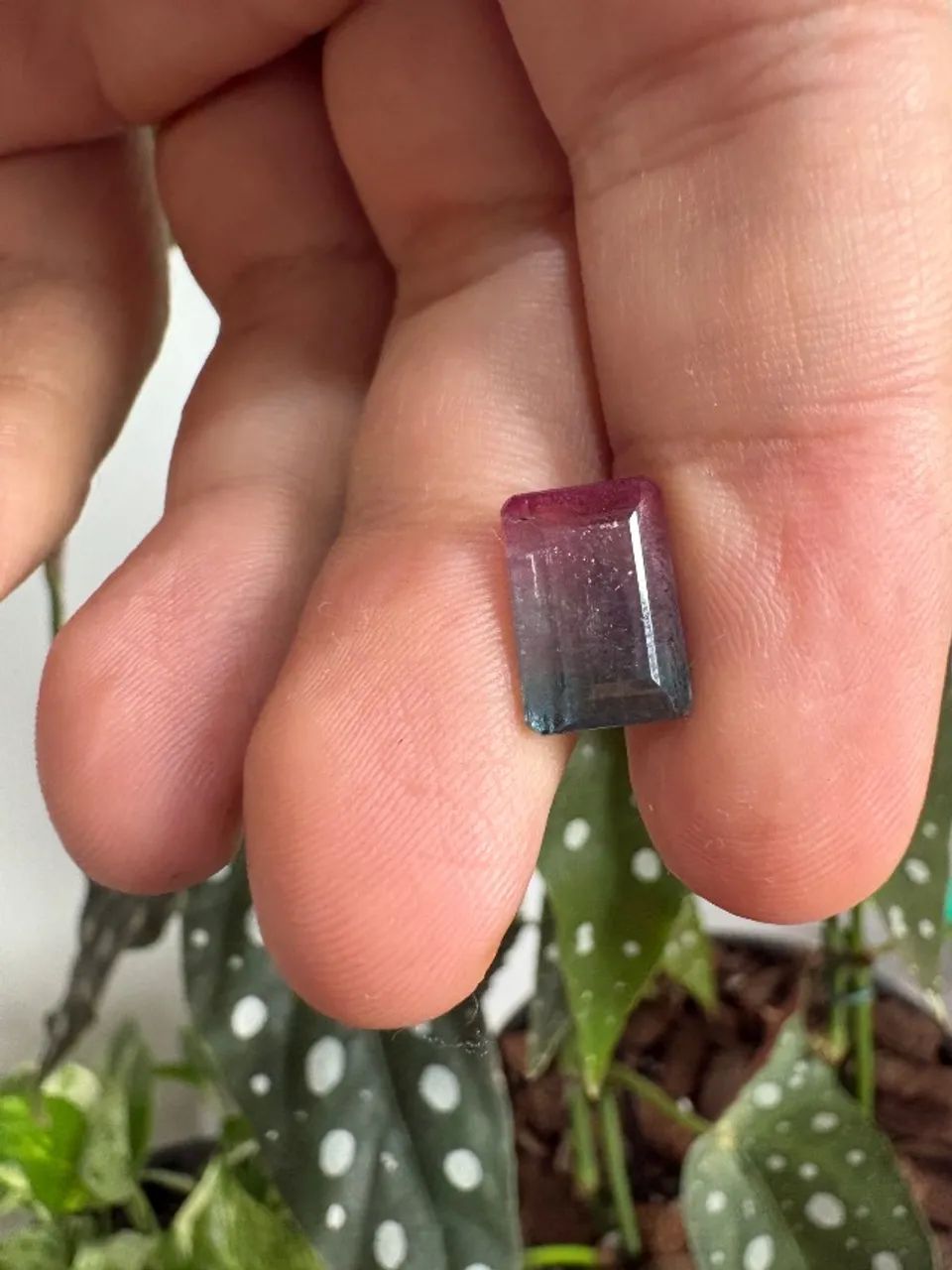 Turmalina bicolor 