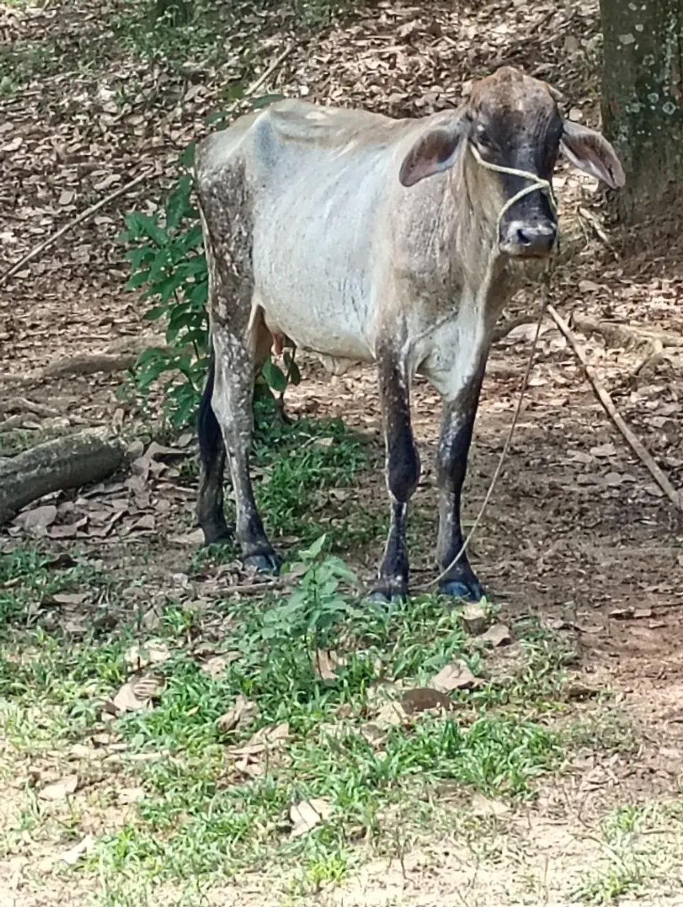 Vendo pacote 6 vacas e 1 touro - Foto 6