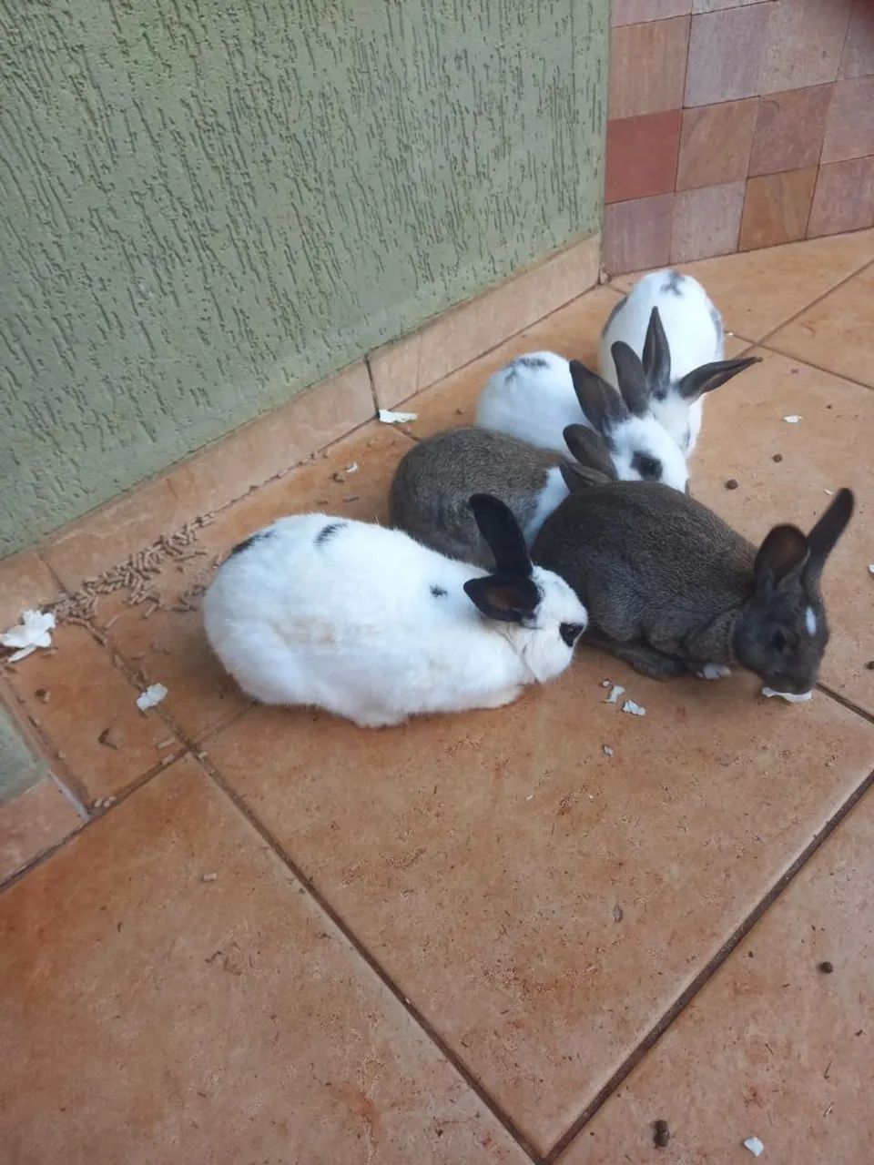 Doação de coelho ?