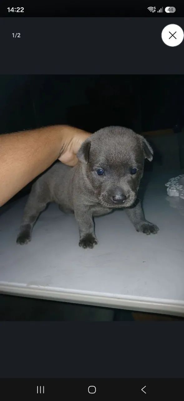 Cachorro 