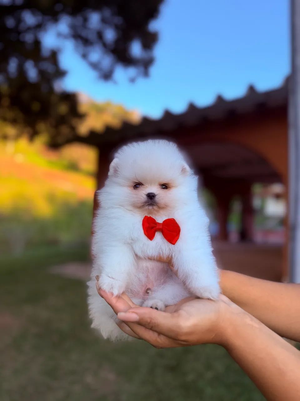 Spitz alemão anão  - Foto 2