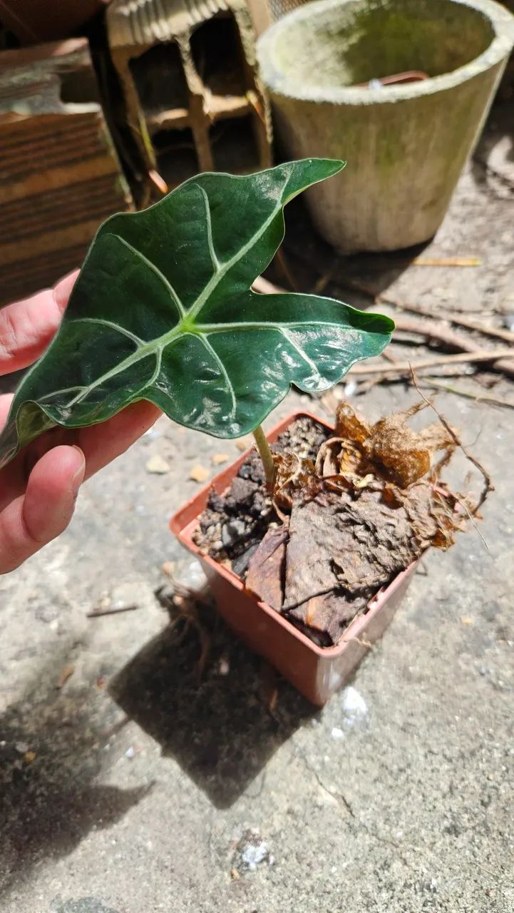 Suculentas - Foto 2