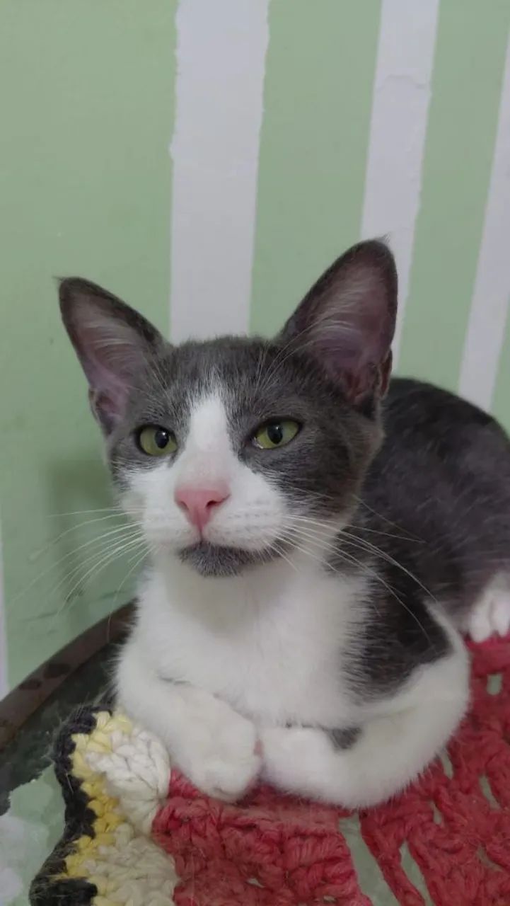 LINDÃO  - Foto 2
