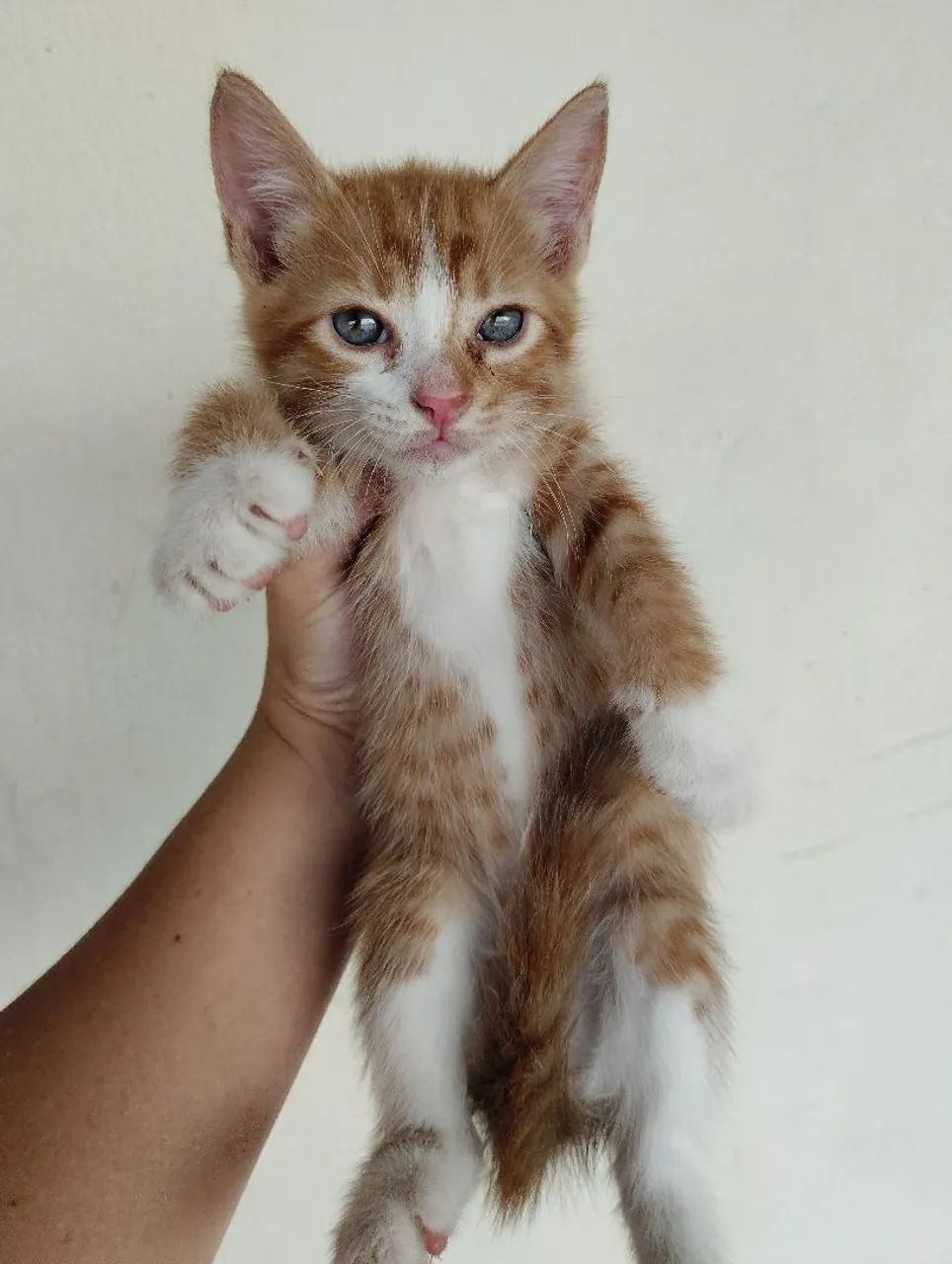 Gatos  - Foto 3