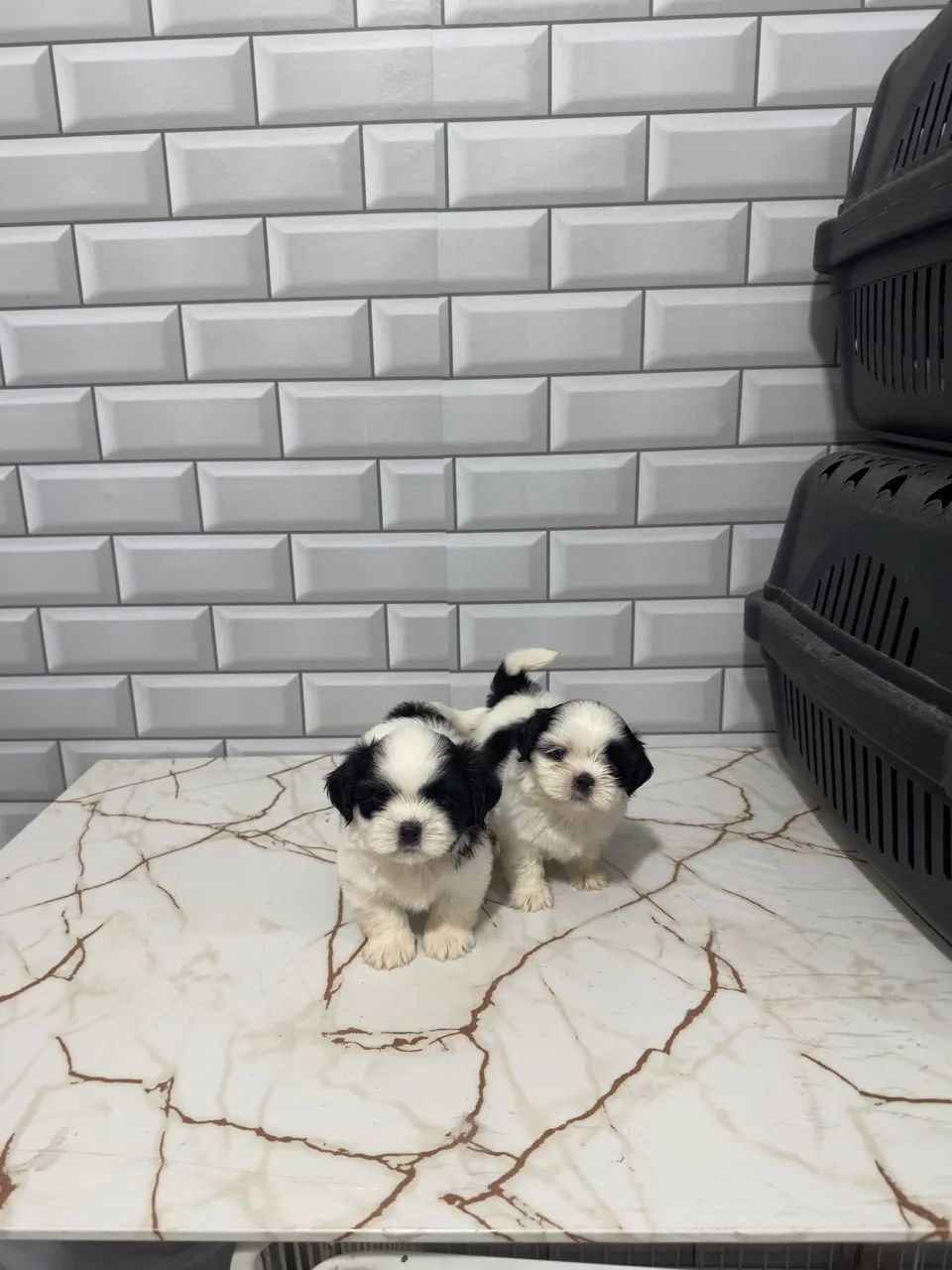 Shih Tzu Mini Machos  - Foto 5