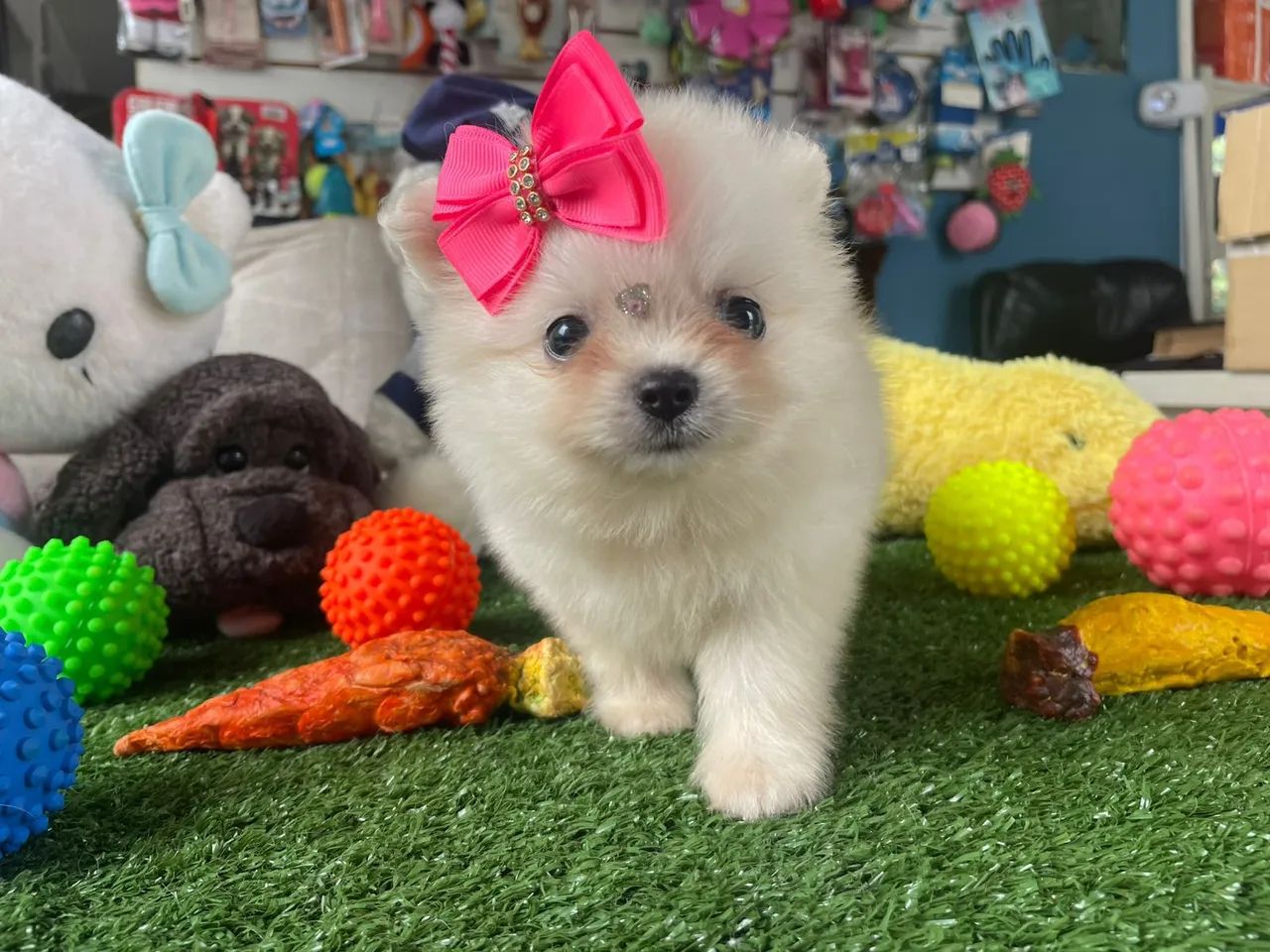 Spitz alemão fêmea mini a pronta entrega 
