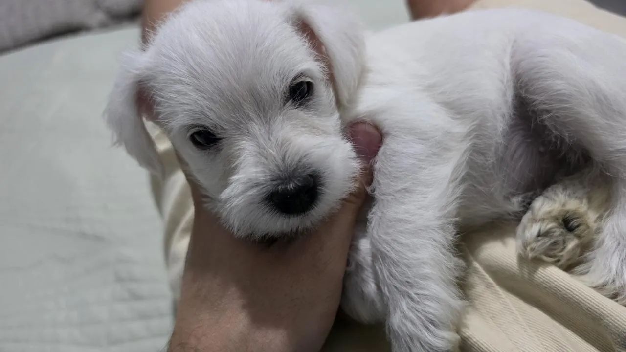 Cachorros 
