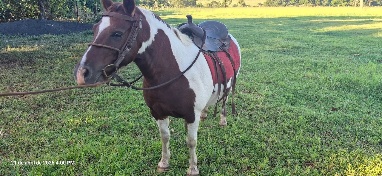 Cavalo Petisco Pampa - Foto 2