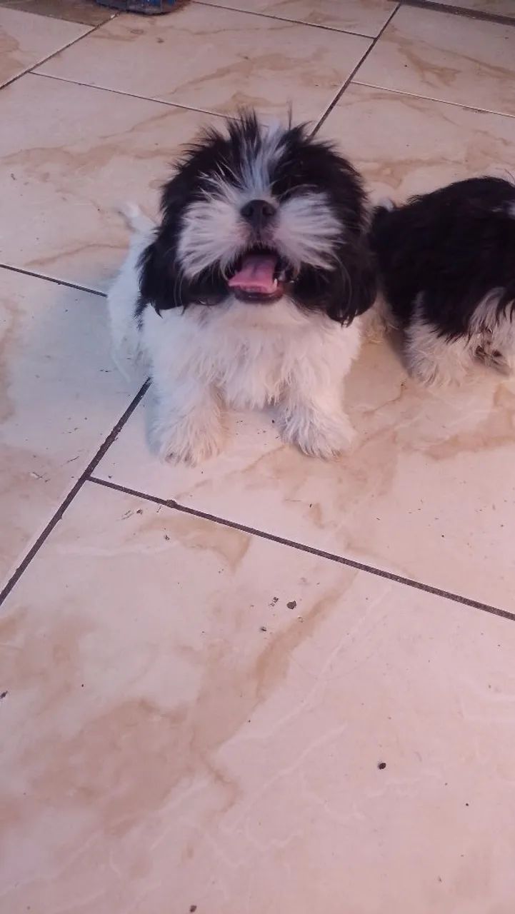 Vendo shih Tzu - Foto 4