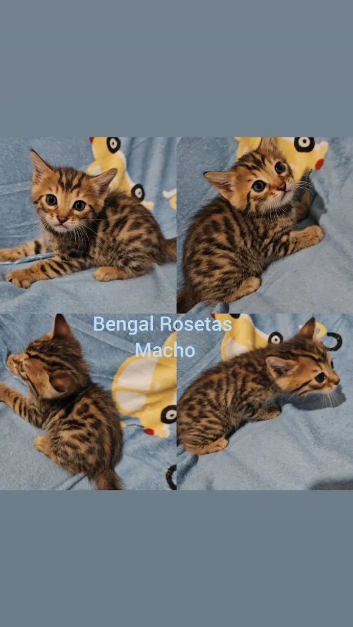  Bengal Filhotes - Gatil BSB Cat  - Foto 3