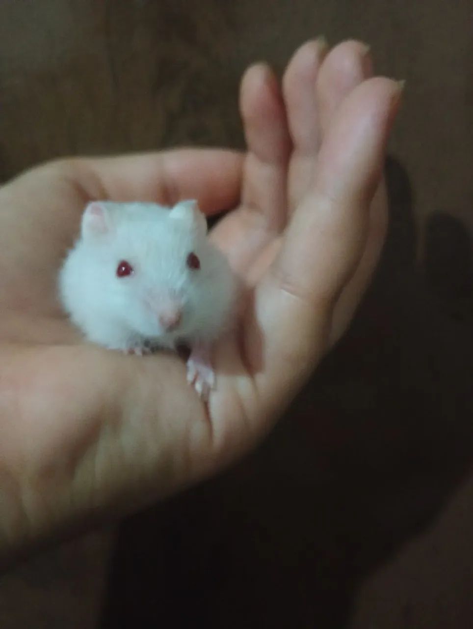 Hamster anão russo 