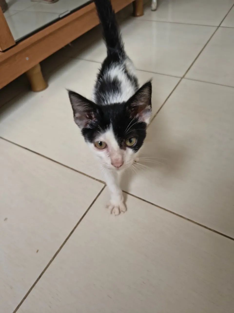 Adoção: Gatinho Macho BB  - Foto 2
