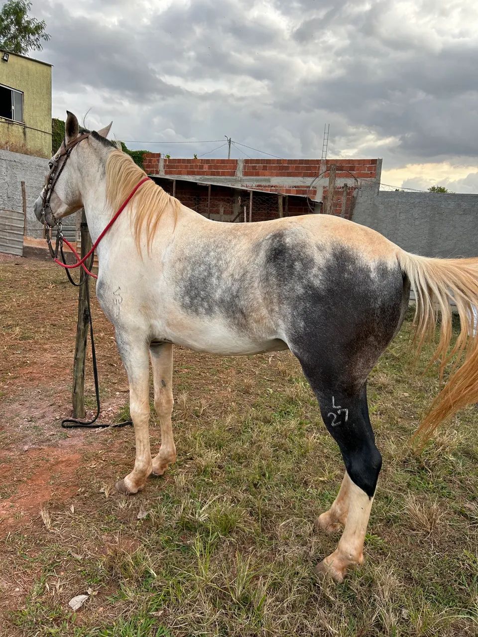 Cavalo Manga Larga Marchador - Foto 4