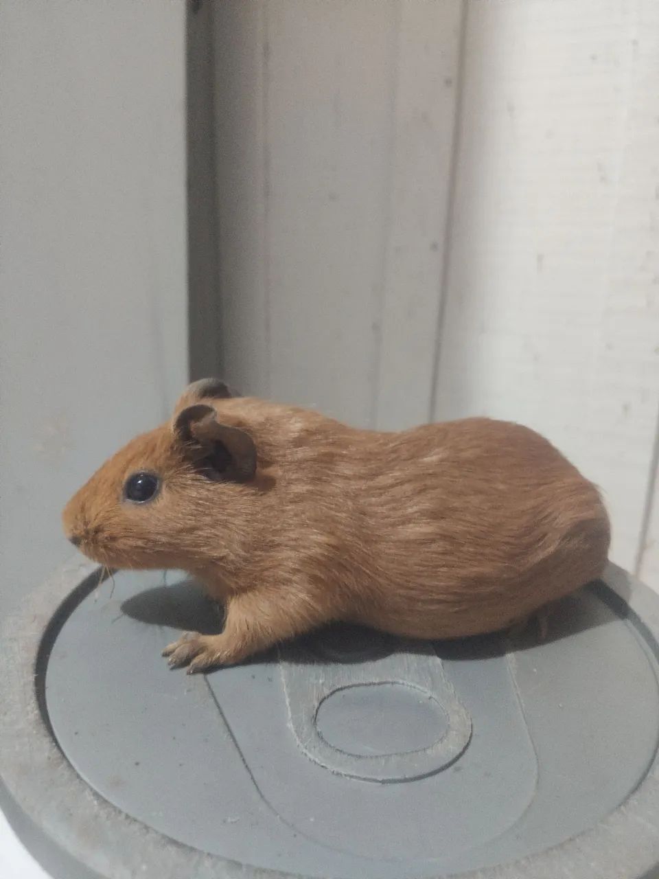 Porquinho da índia  - Foto 2