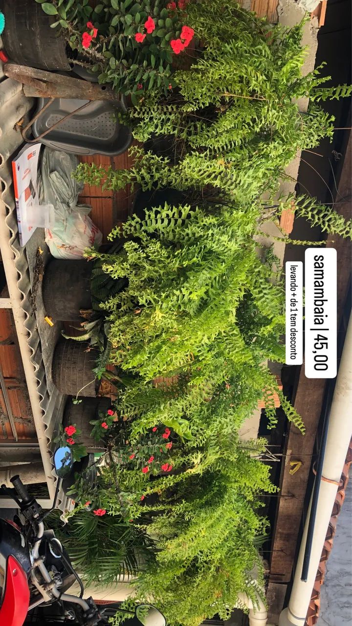 Planta | Samambaias