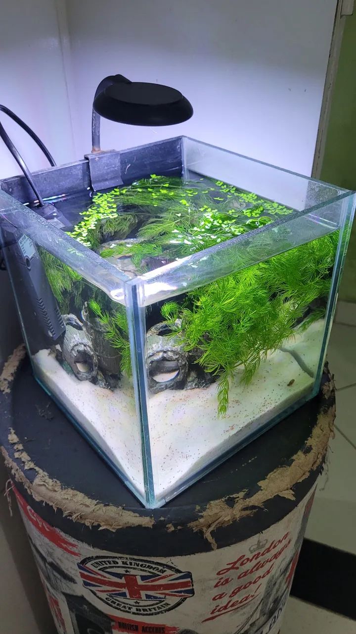 Aquario 20x20x20
