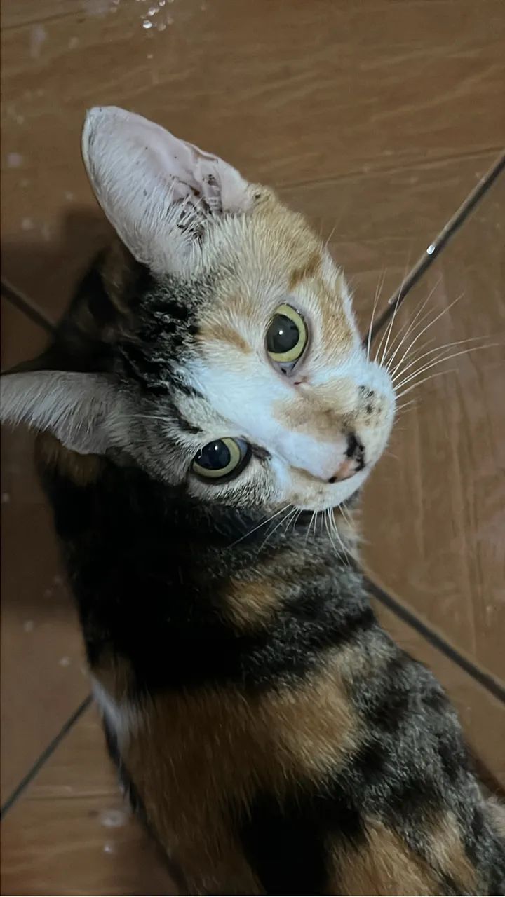 DOA-SE GATINHOS - Foto 3