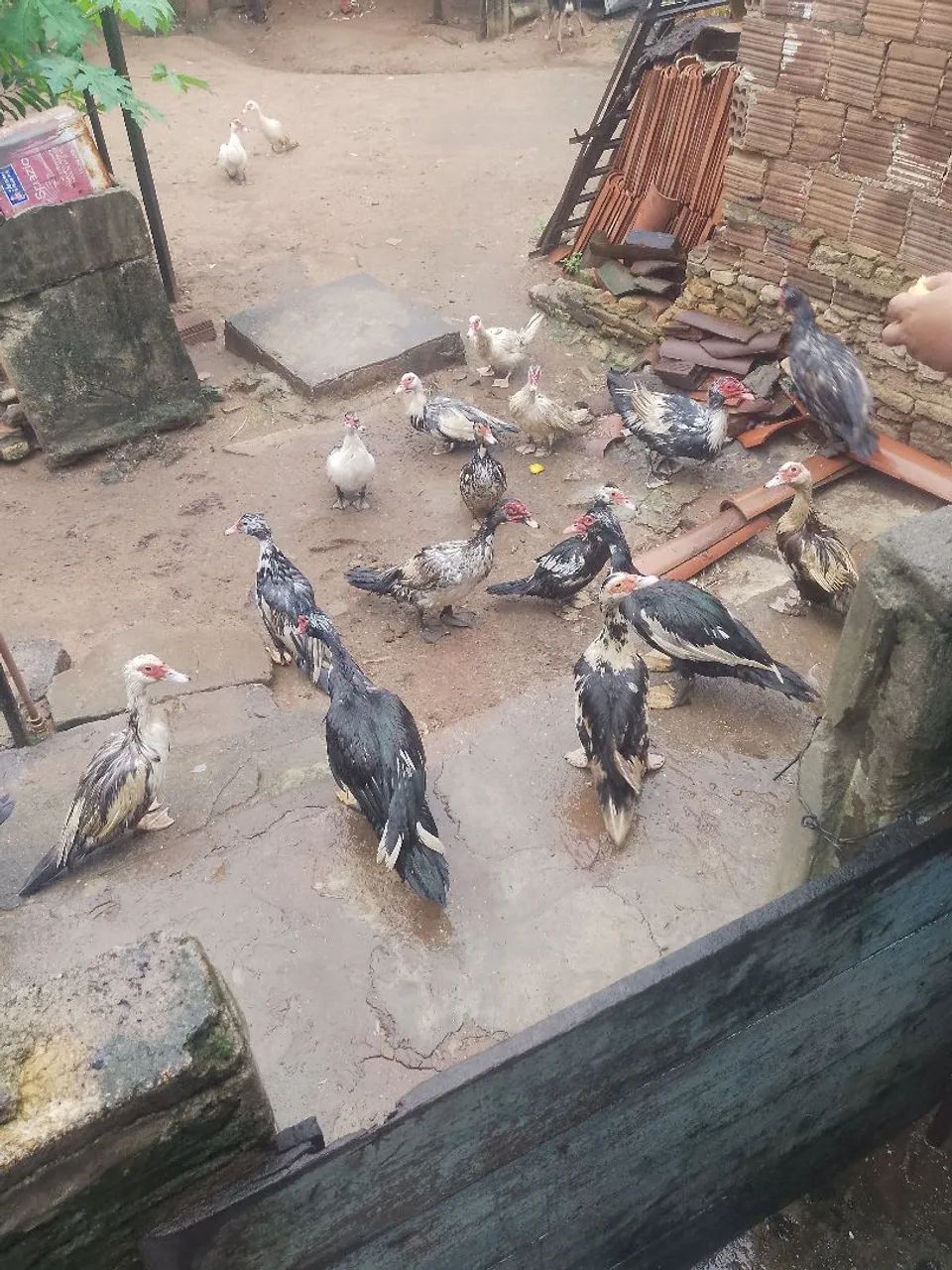 Pato