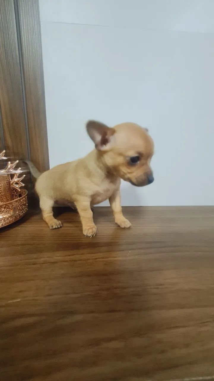 Pinscher macho  - Foto 4