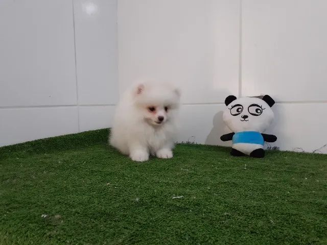 -Spitz Alemão Anão- - Foto 4