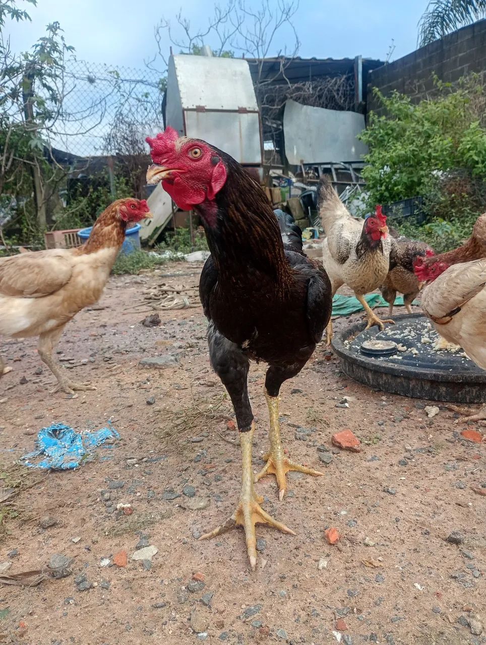 Frango caipira  - Foto 3