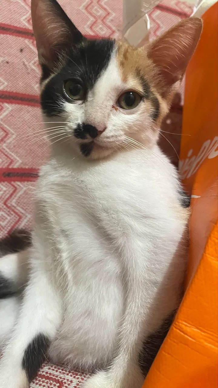 ADOÇÃO RESPONSÁVEL GATA DE 2 MESES  - Foto 4