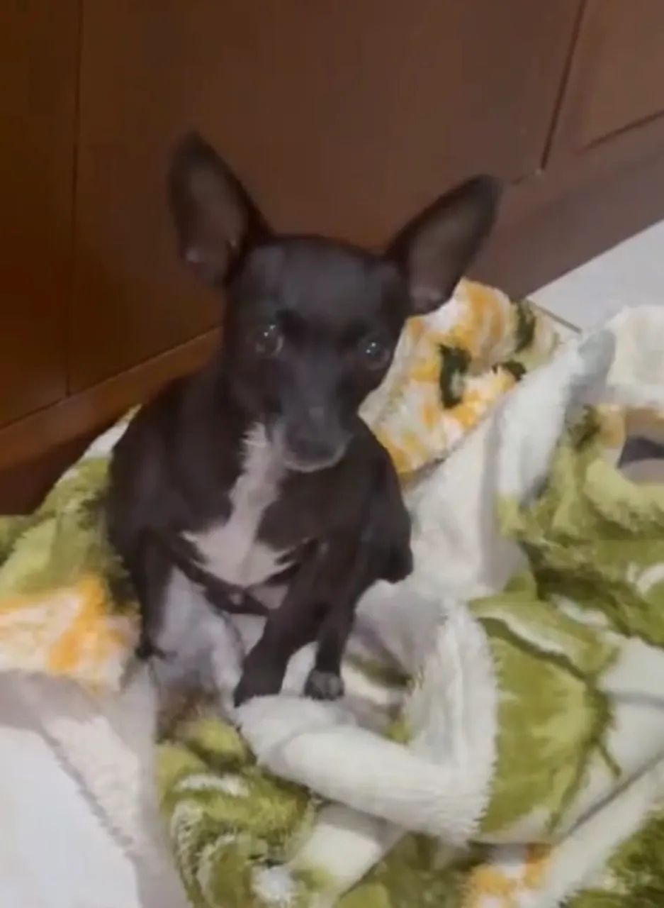 Fêmea de Pinscher número 1 - Foto 4