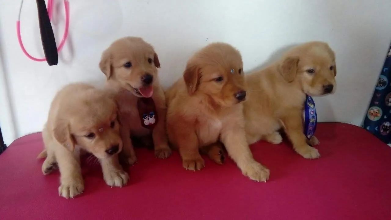 Golden Retriver macho