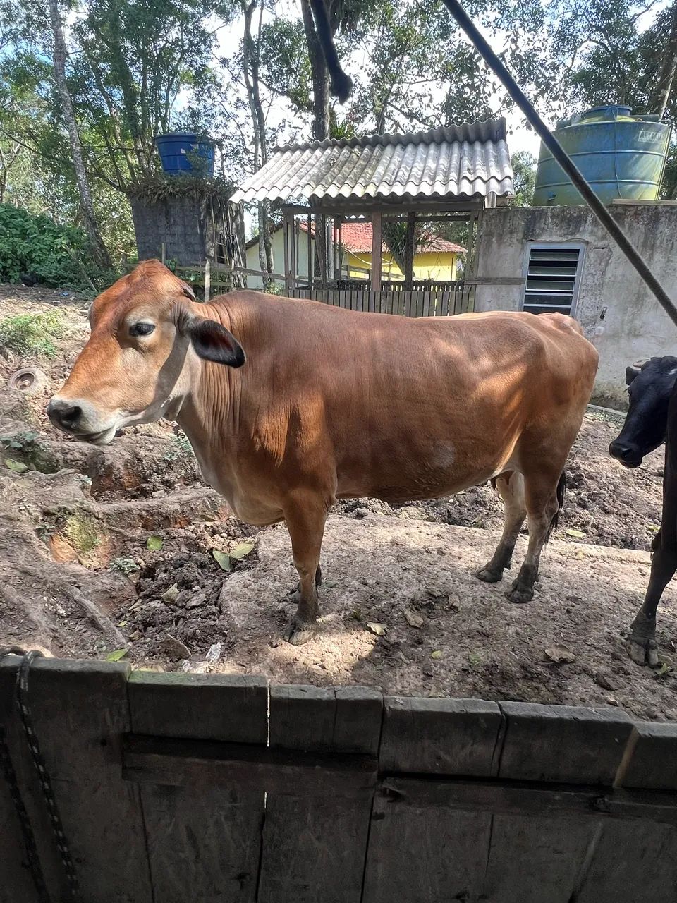 Vaca Girsey - Foto 3