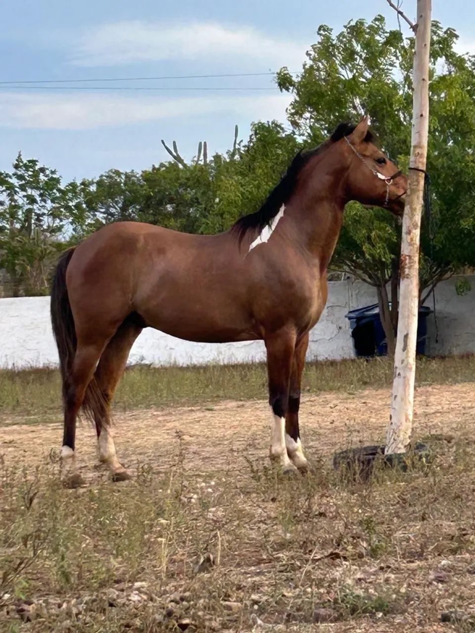 Cavalo