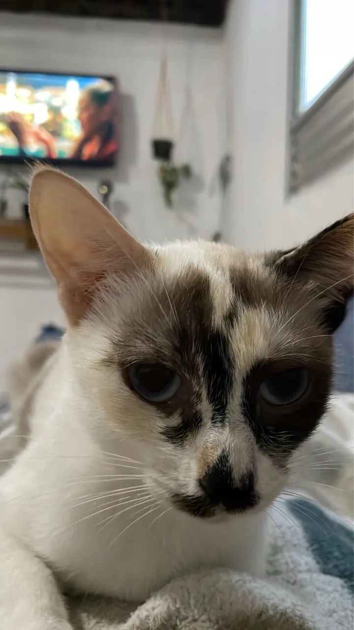 gata femea para adoçao - Foto 2