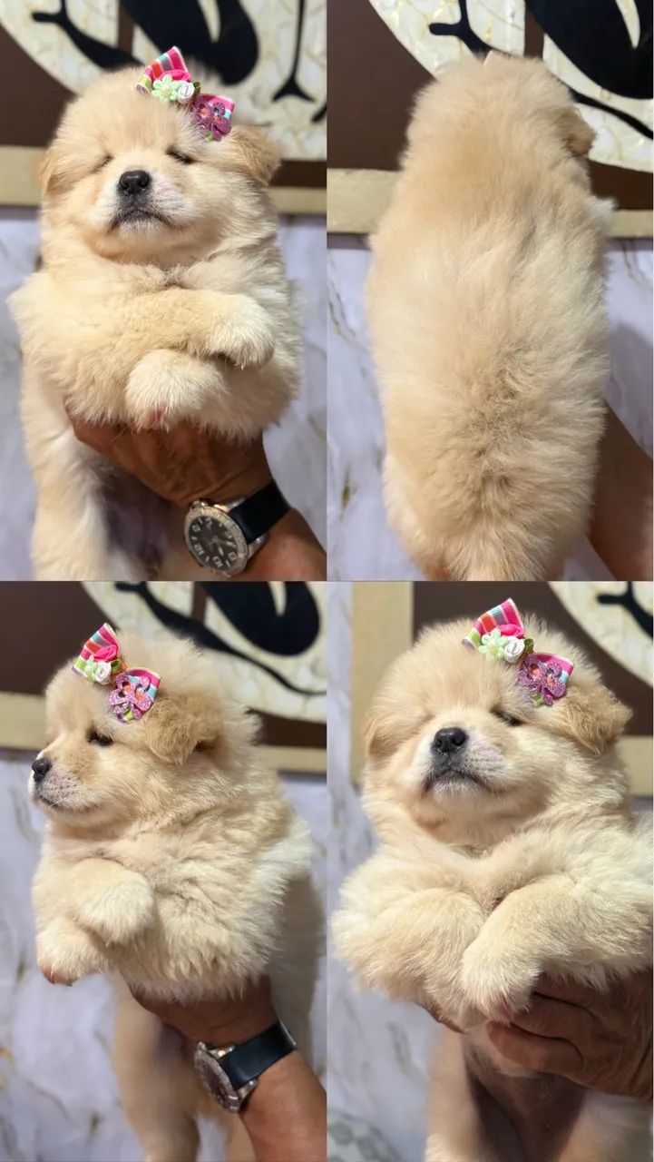 Chow chow  - Foto 3