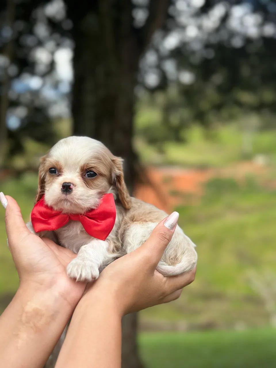 Cavalier king charles pedigree Cbkc