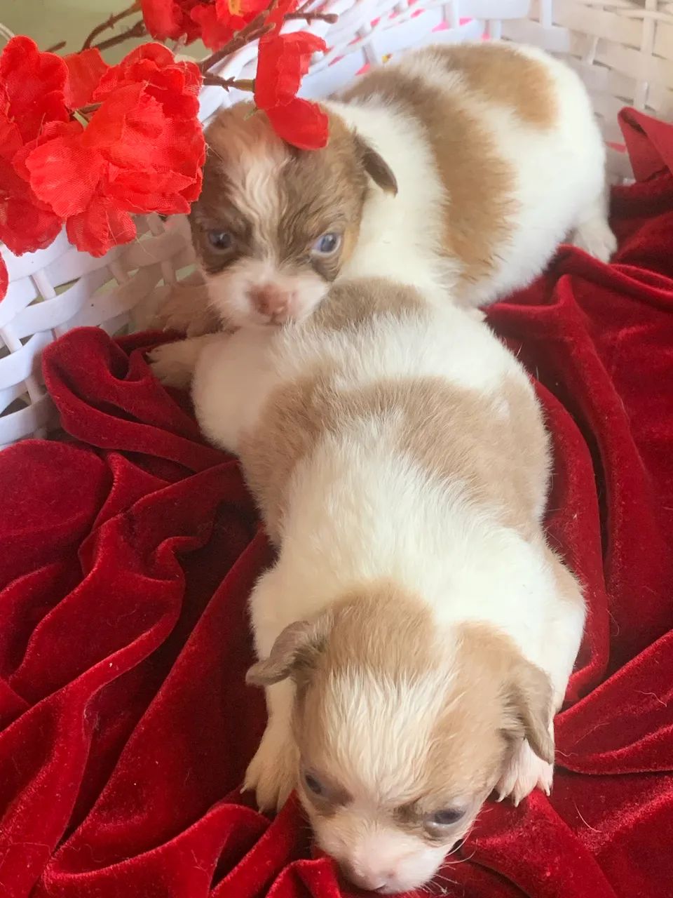 Chihuahua 