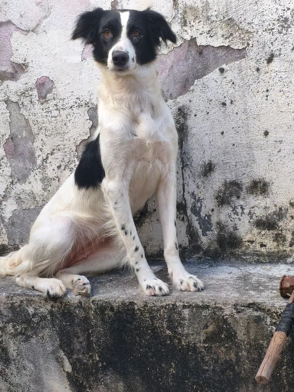 Doação responsável!! - Foto 3