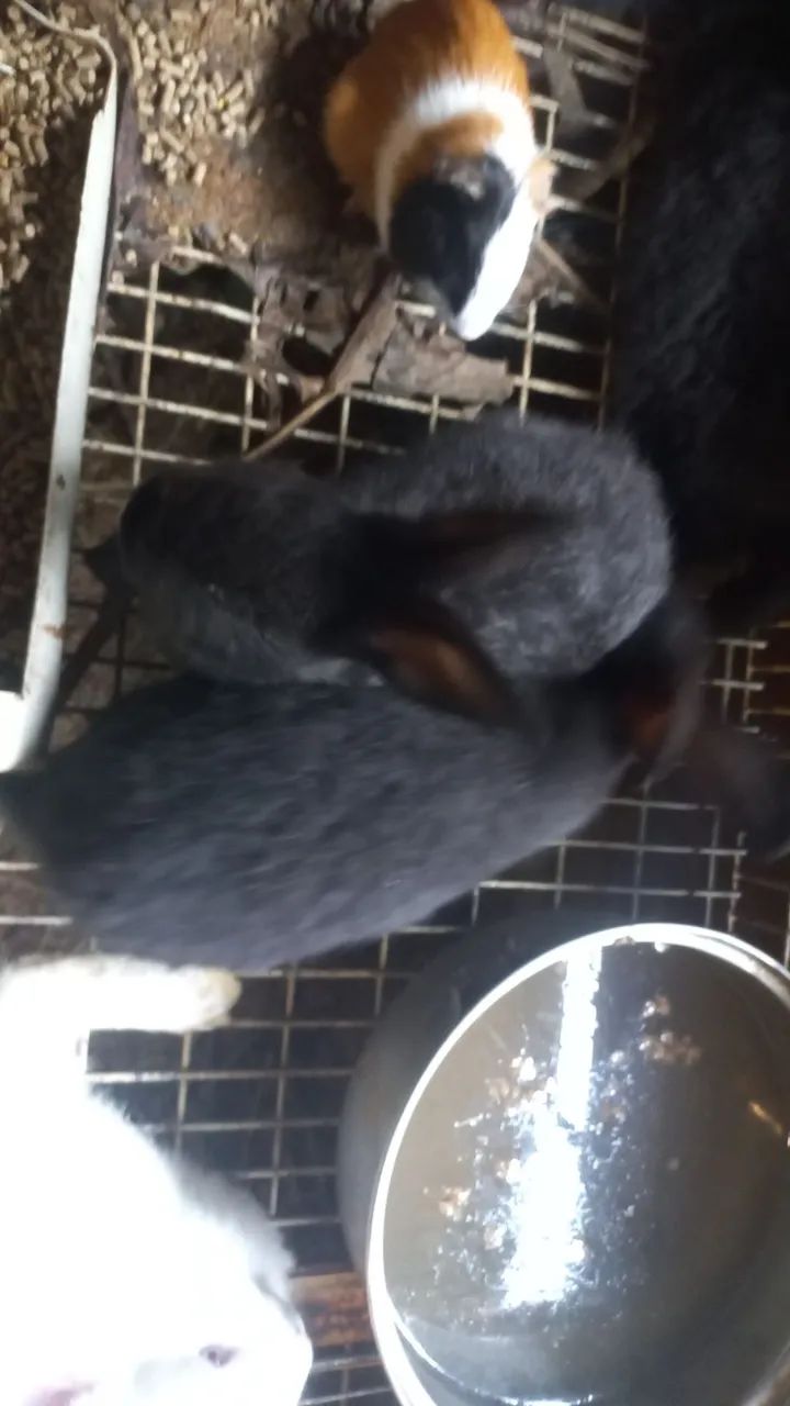 Vendo coelhos - Foto 2