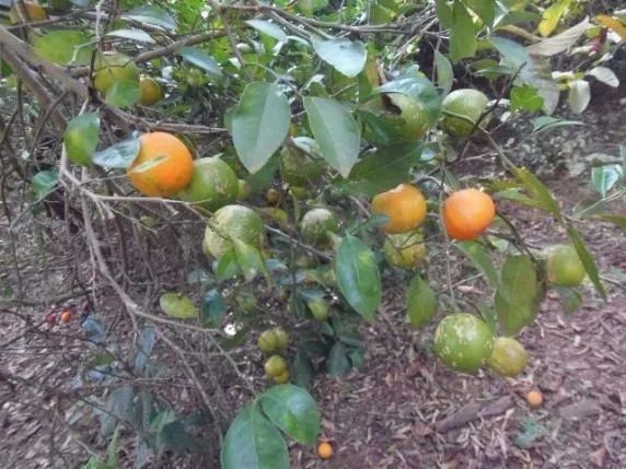 Mudas de Limão Galego 