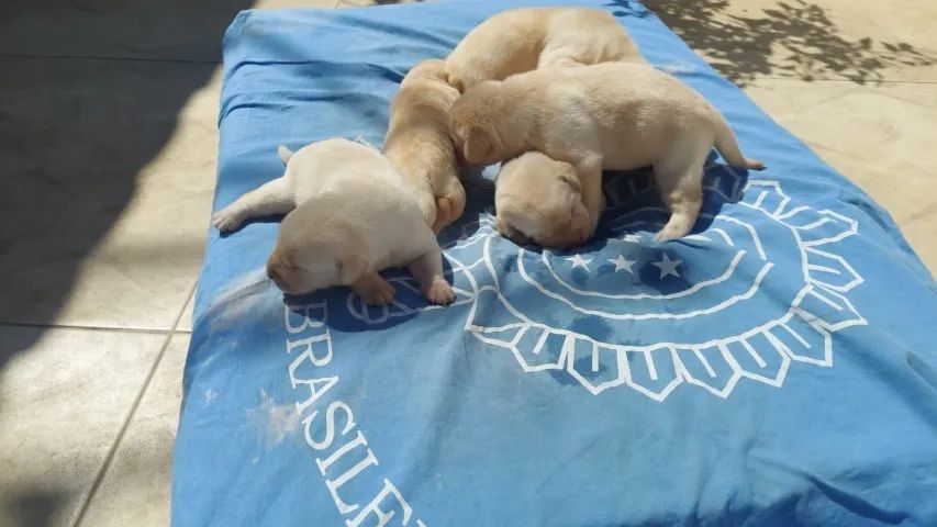 Filhotes de Labrador - Foto 3