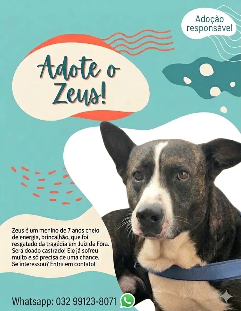 Doação de cachorro 