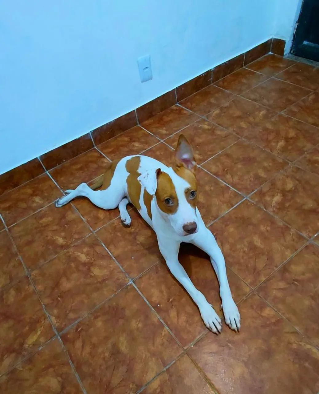 Adoção Responsável  - Foto 4