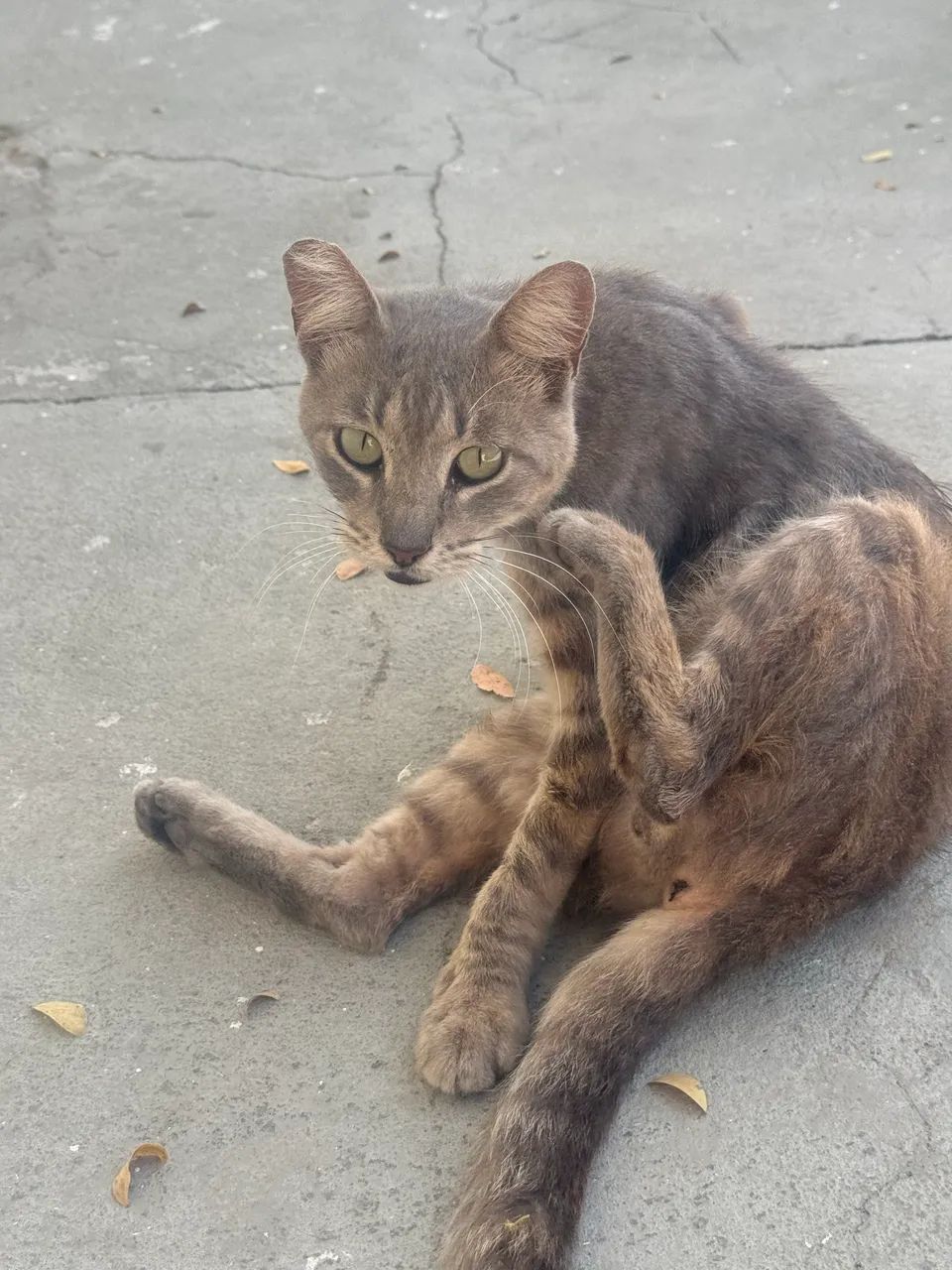 Gatos e gatas castrados para doação  - Foto 2